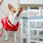 Stilvoll gekleidete Haustiere: Die richtige Kleidung für Ihr Haustier